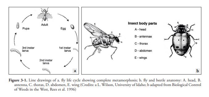 insect body parts